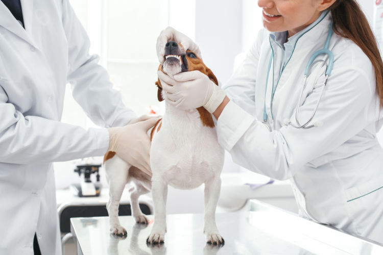 犬の歯石取り(除去)【治療費(手術費用)・治療薬】