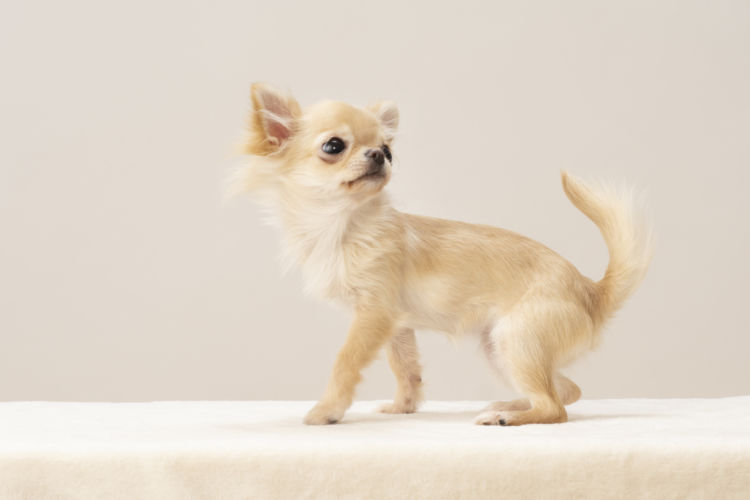 子犬・老犬の歯石取り(除去)【注意点・ケア方法は?】