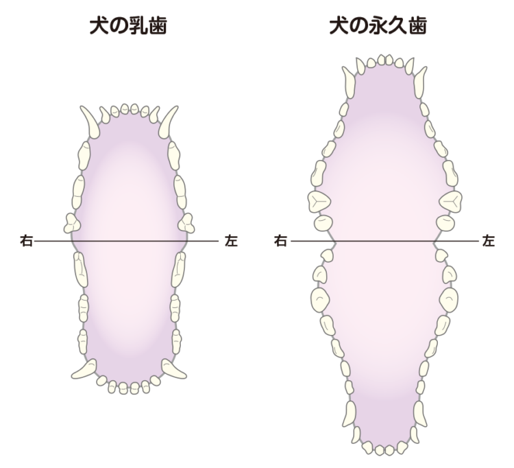 【犬の乳歯(左)永久歯(右)の歯並び】