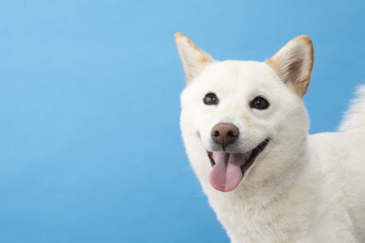 犬の歯【構造】
