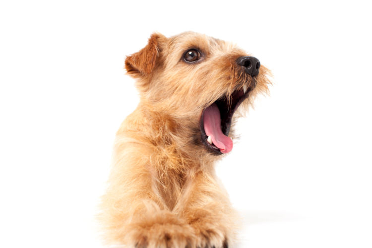 犬の歯【歯の並び方・本数】