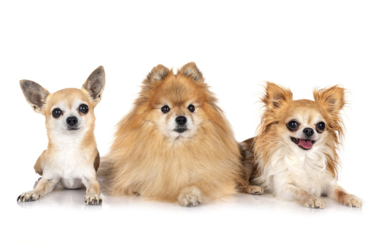 犬の歯【生え方・生える順番】