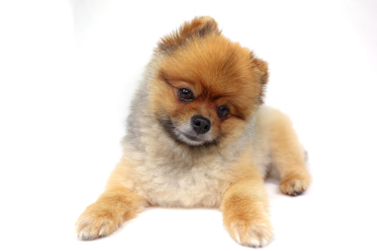 犬の歯【歯垢・歯石とは?】