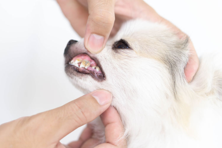 犬の歯【効果的な歯磨きの仕方や頻度、虫歯(う蝕)予防方法!】