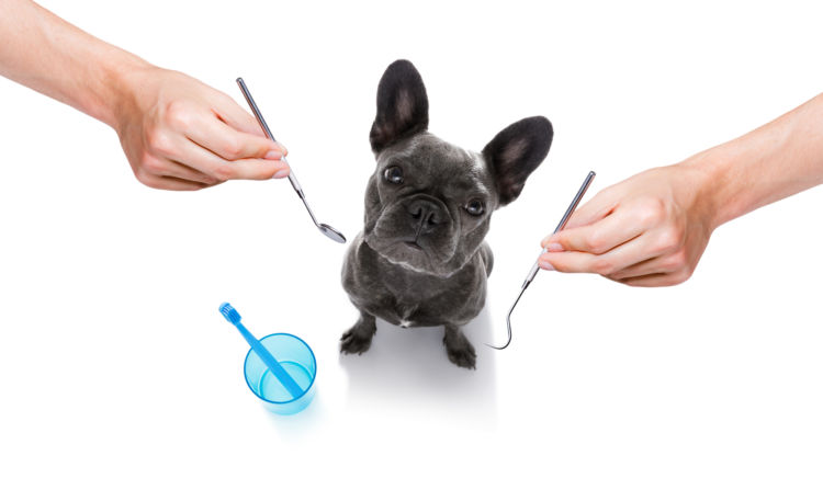犬の歯【注意すべき歯の病気(歯周病など)や症状は?】