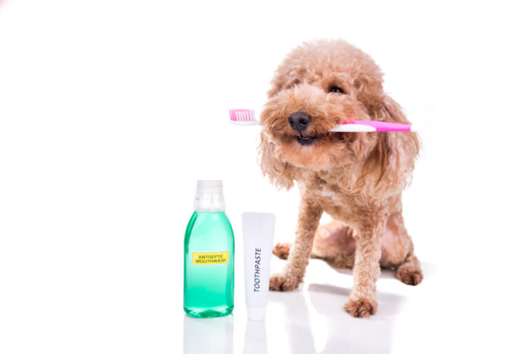 犬の歯【歯ブラシ・歯磨き粉・歯磨きガムなど、グッズの選び方は?】
