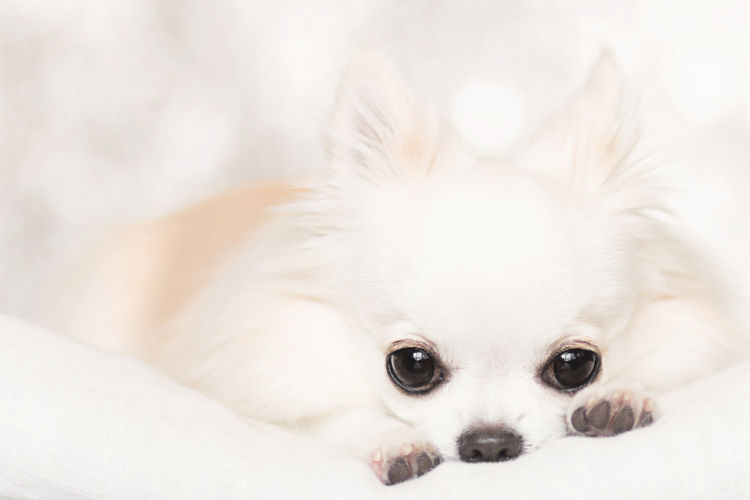 子犬・老犬の歯【注意点・ケア方法は?】