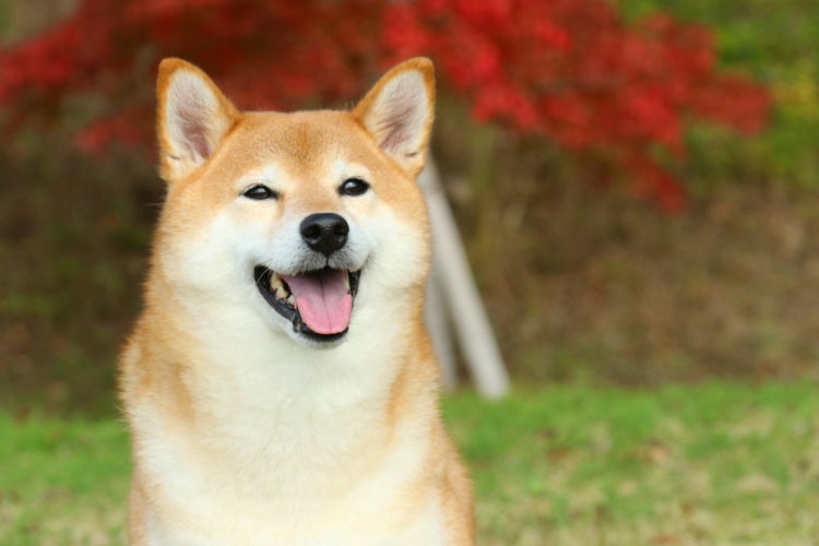 犬の歯【まとめ/健康的な歯を保つために!】