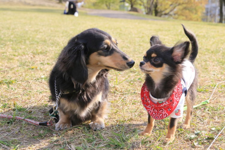 犬の歯【犬種別の歯の注意点やポイント!】