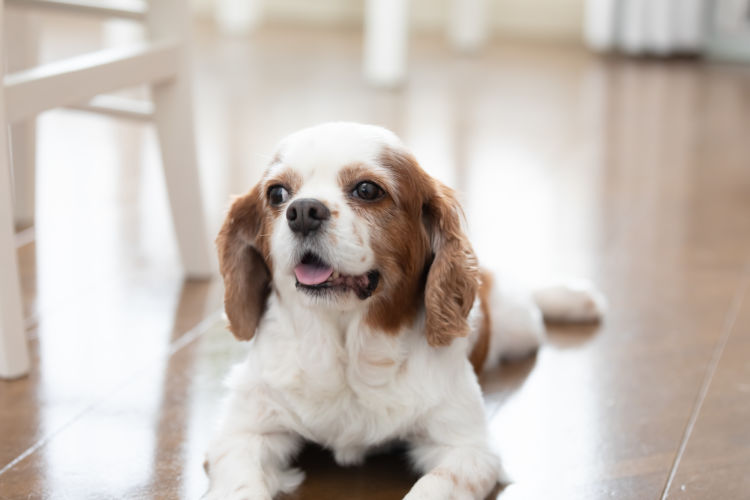 犬がドッグフードを食べない理由や原因は?わがまま?