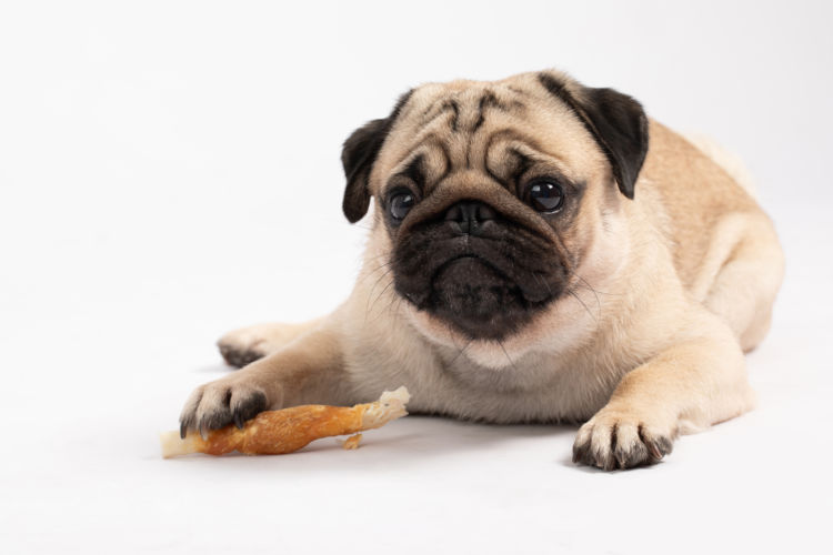 愛犬がおやつばかり食べてドッグフードを食べない場合の対策は?