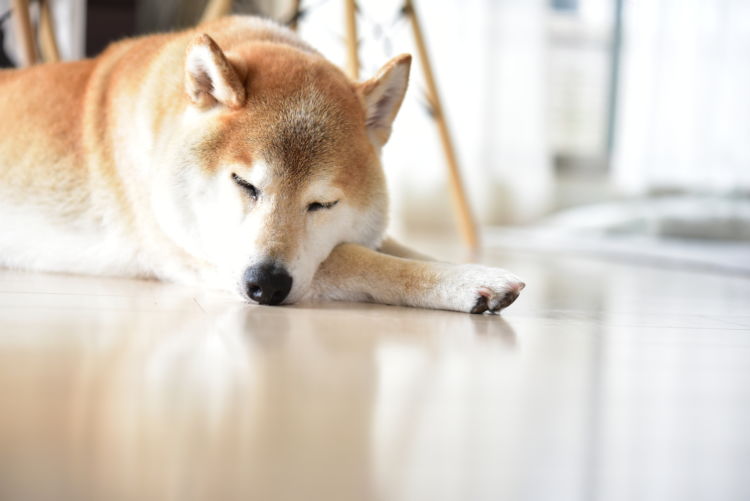 老犬や子犬がドッグフードを食べない場合の対処法は?