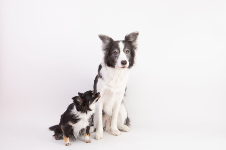 犬種別(小型犬・大型犬)ドッグフードを食べない場合の対処法は?