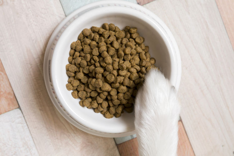 愛犬にドッグフードを与える際の注意点・ポイント!