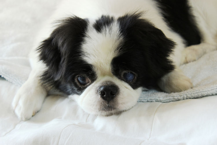 老犬のや子犬にふやかしたドッグフードを与えても良い?