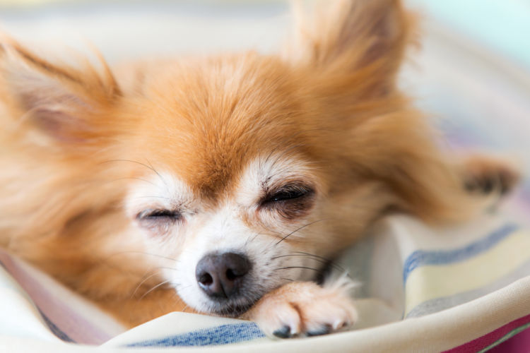 注意点・ケア方法②【老犬(高齢犬)】