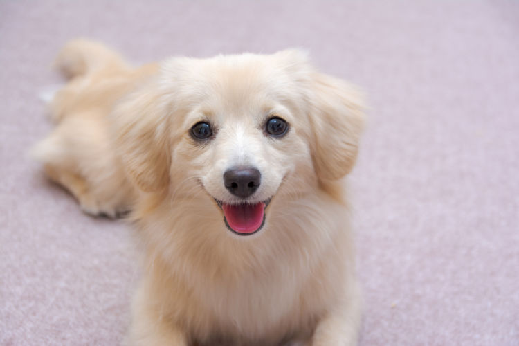犬の埋伏歯【まとめ】