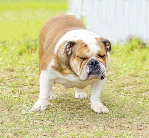 犬が便秘になった【何日からが便秘?病院にはいつ連れていけばいい?】