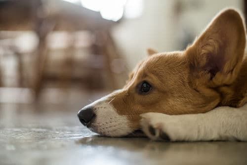 犬が便秘になった【考えられる原因・病気は?】