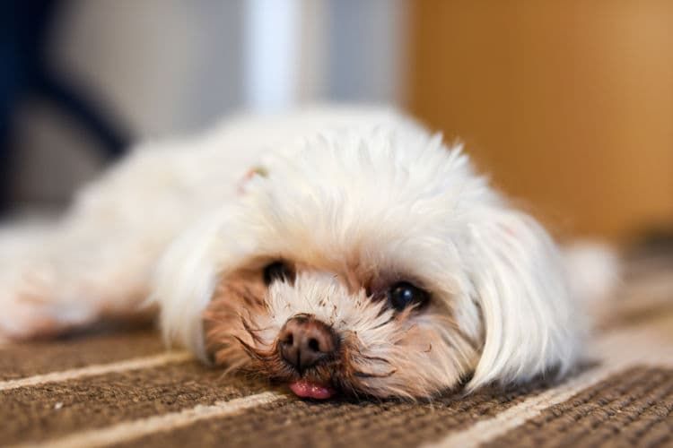 犬の便秘の原因②【腸の圧迫・閉塞によって便が出ない】