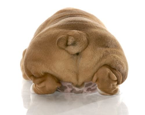犬の便秘の予防