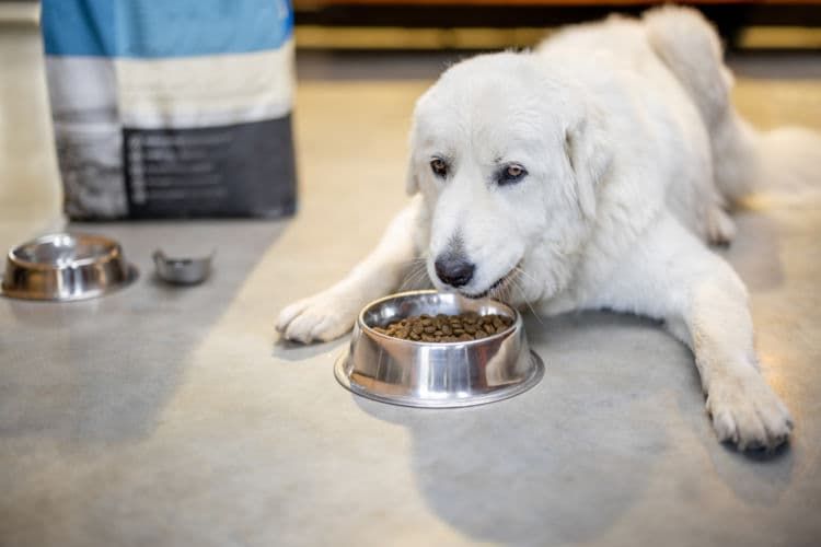 犬が便秘になった【便秘に良い食べ物は?】