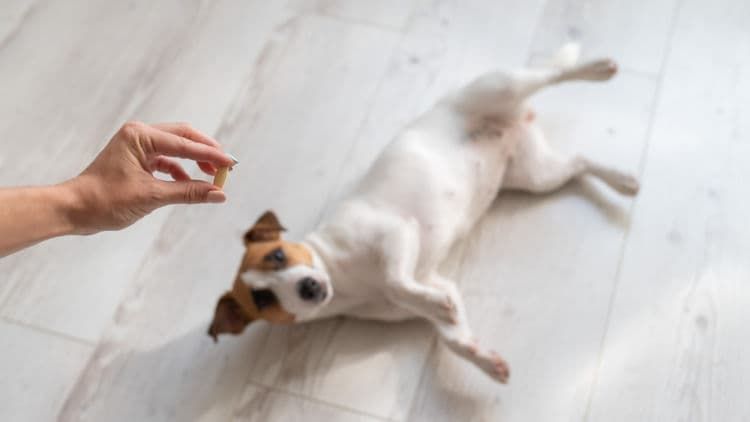 犬が便秘になった【人間用の市販薬を飲ませても大丈夫?】