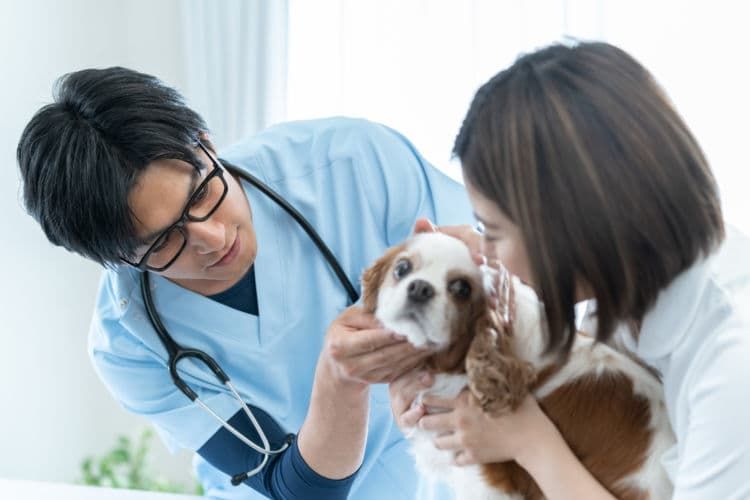 老犬(シニア犬)・子犬(幼犬)が便秘になった【注意点・ケア方法】