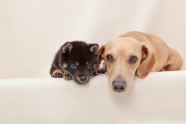 犬が便秘になった【まとめ】