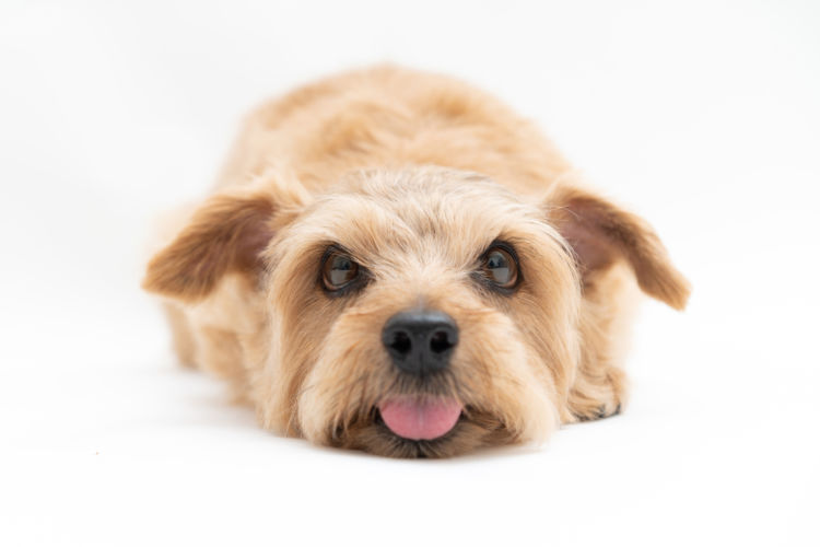 犬の歯石を除去することのデメリット