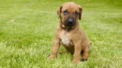 土佐犬【大きさ・毛色・子犬(赤ちゃん)の販売価格は?】
