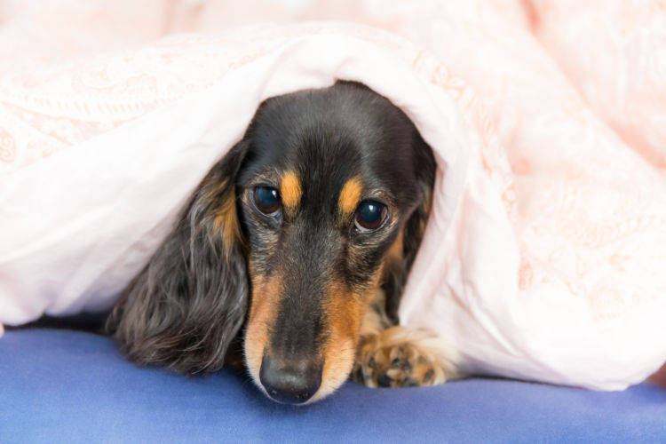 注意点・ケア方法②【老犬(高齢犬)】