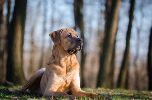 土佐犬【特徴・性格(気質)・魅力は?】