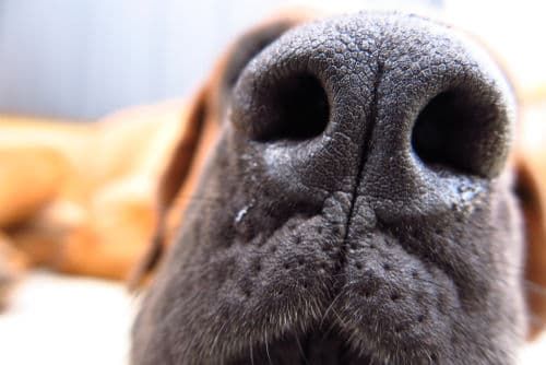 土佐犬【気をつける病気は?】