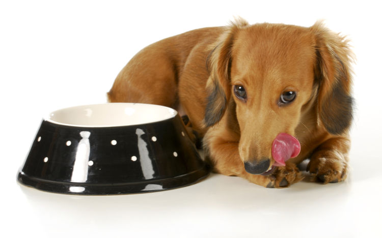 【獣医師監修】犬は納豆を食べても大丈夫?納豆の臭いやアレルギー、健康効果は?