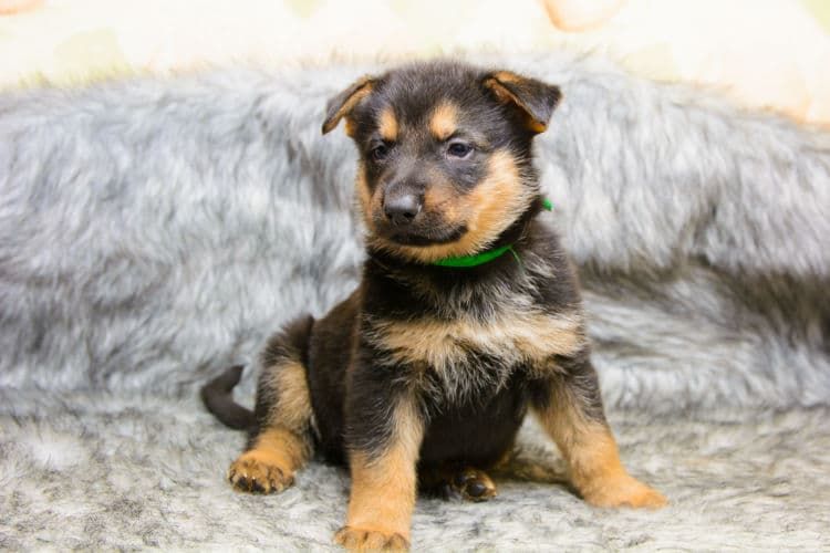 ジャーマン・シェパード・ドッグ【大きさ・毛色・子犬(赤ちゃん)の販売価格は?】