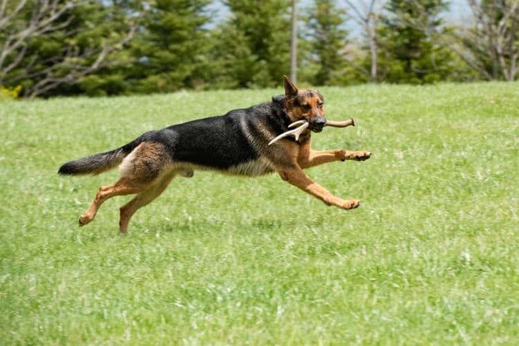 ジャーマン・シェパード・ドッグ【飼い方(しつけ)・散歩の仕方・注意点!】