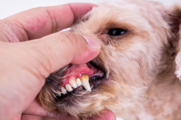 犬の歯石取り(除去)【歯石取りは必要?】