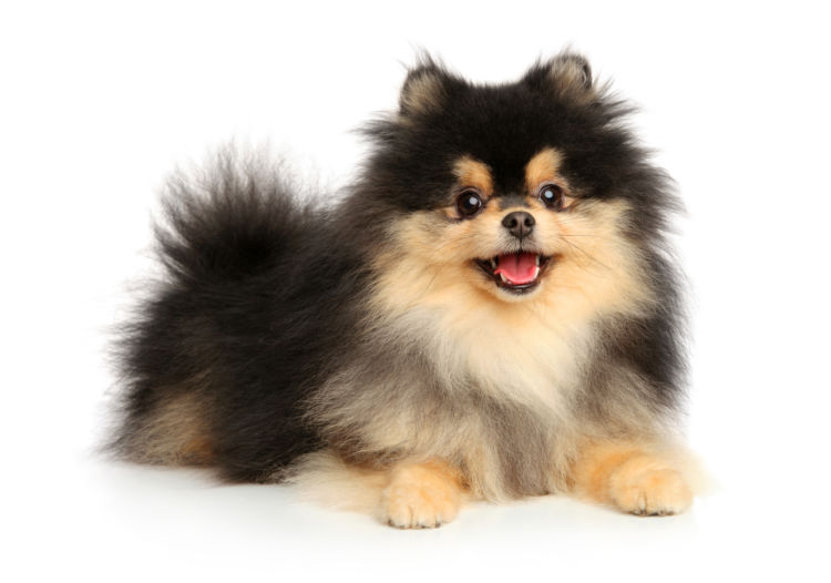 犬の歯石取り(除去)【メリット・デメリット】