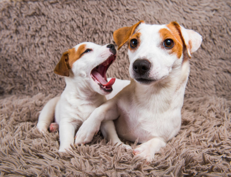 犬の歯石取り(除去)【いつから(何歳)いつまで必要?頻度(回数)は?】