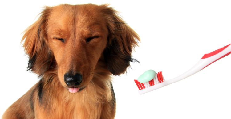 犬が歯磨きを嫌がる【対処法②】