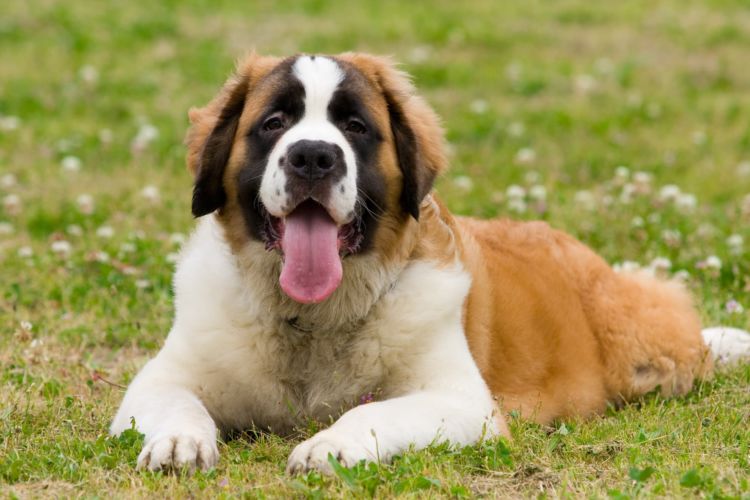 セント・バーナード【飼い方(しつけ)・散歩の仕方・注意点!】