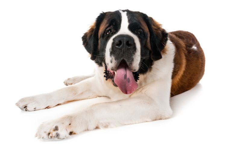 犬への接し方など配慮しなければならないということに変わりはありません