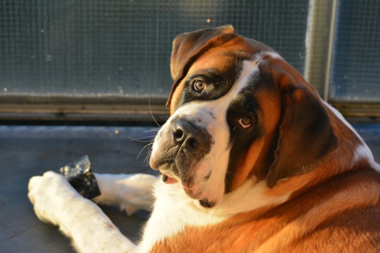 生まれた子犬のうちもっとも美しい子犬にはバリーと名付ける慣習があるのだとか