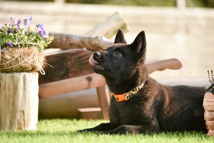 甲斐犬【大きさ・毛色・子犬(赤ちゃん)の販売価格は?】