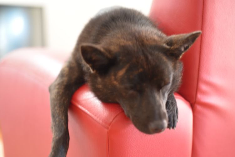 甲斐犬【気をつける病気は?】