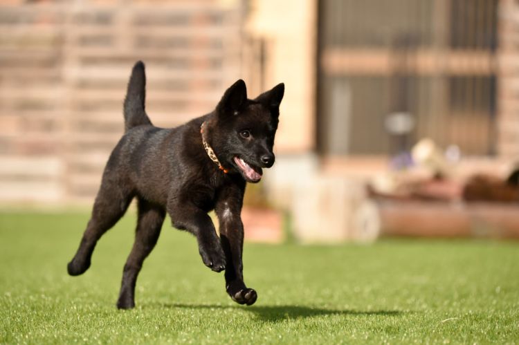 甲斐犬【病気になった場合、ペット保険は適用される?】