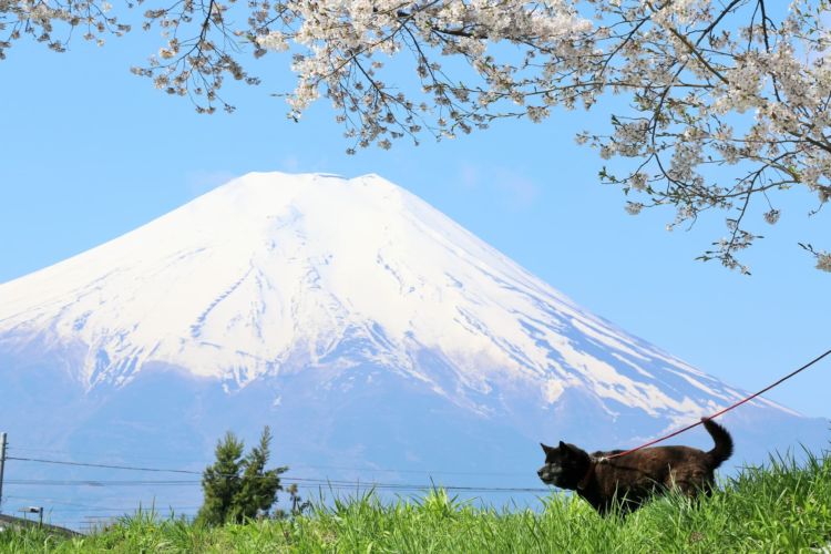 甲斐犬【散歩の仕方】