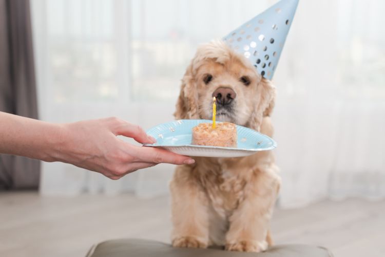犬に「豆腐ハンバーグ」「豆腐ケーキ」「杏仁豆腐」を食べさせても大丈夫?