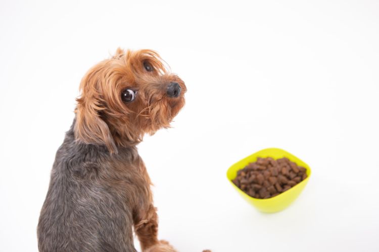 犬が「にがり」だけを飲むと、下痢や高マグネシウムなどの影響が出ます